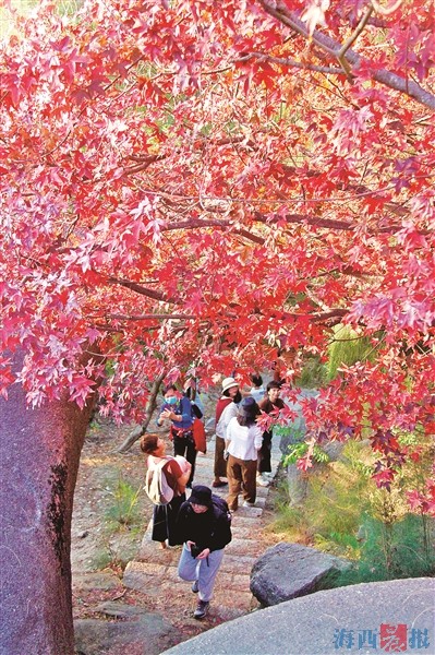 植物园“网红树”五裂槭红了 快来赏“枫”景
